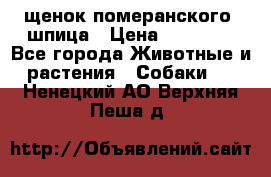 щенок померанского  шпица › Цена ­ 50 000 - Все города Животные и растения » Собаки   . Ненецкий АО,Верхняя Пеша д.